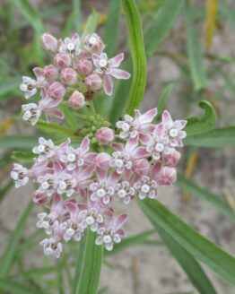 Narrowleaf, Mexican Whorled Milkweed Bloom