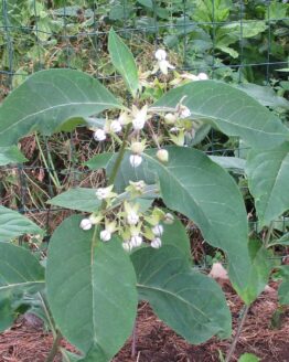 Poke Milkweed Blooms