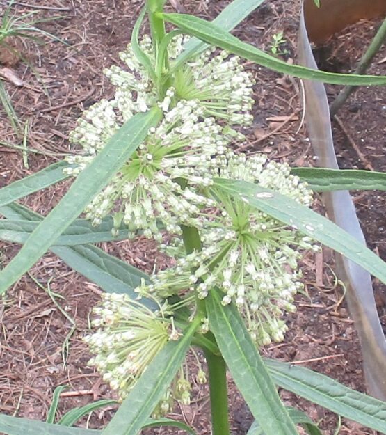 Tall Green Milkweed Blooms