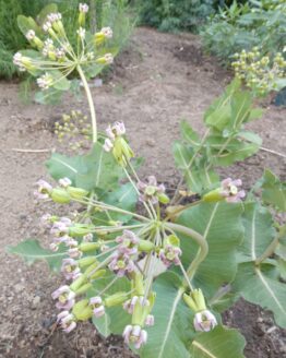 Clasping Milkweed Blooms