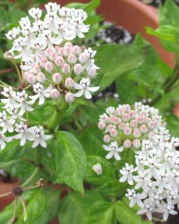 Texas Milkweed Blooms