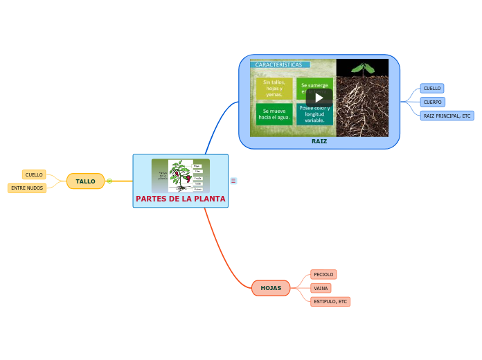 PARTES DE LA PLANTA - Mapa Mental