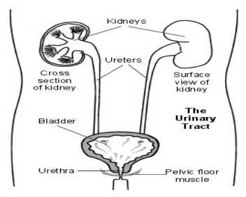 Urinary Incontinence - Milton Keynes University Hospital