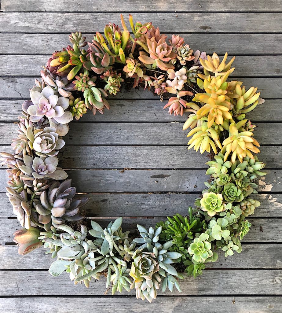 live succulent wreath