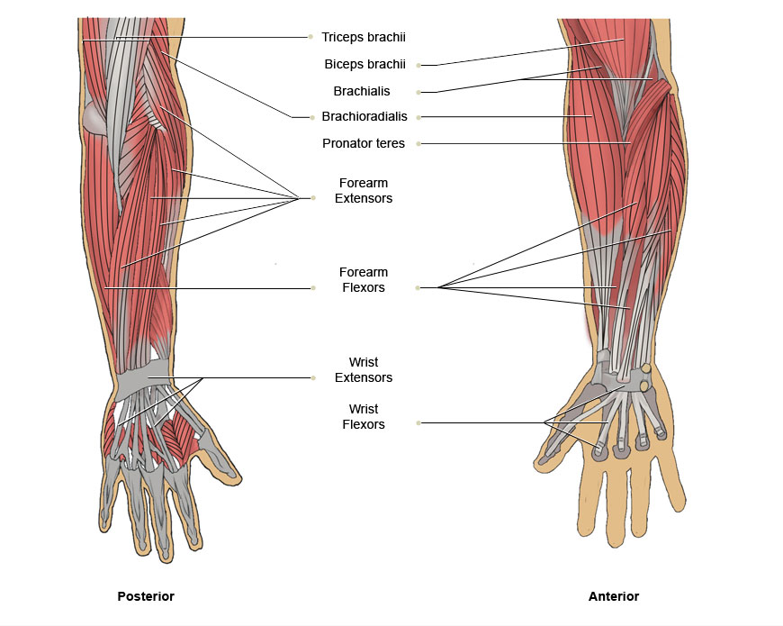 Muscles Of The Arm Labeled Luxury Upper Extremity Mus - vrogue.co