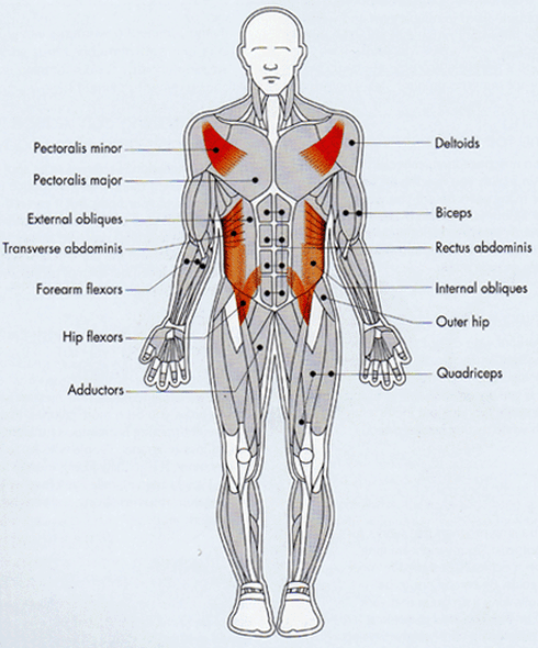 Muscular System Anterior View Labeled