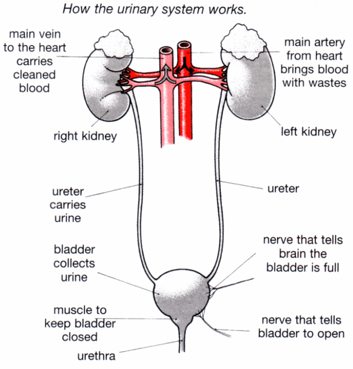 Draw The Urinary System And Label Its Parts