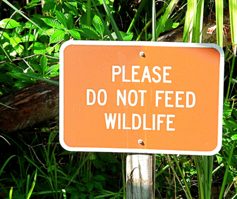 6 Reasons Why You Shouldn’t Feed Wildlife This Winter 