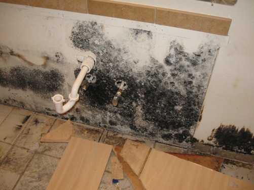 cleaning black mold