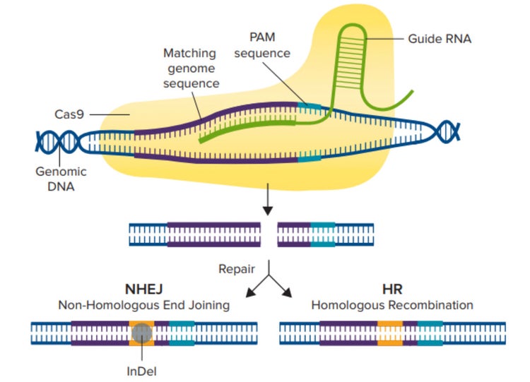 What is Gene Editing, CRISPR Engineering, CRISPR/Cas9