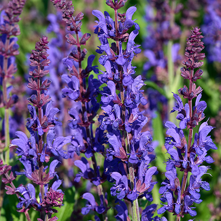 vibrant purple flowers on dark matter sage