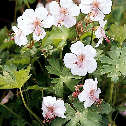 white and pink biokovo cranesbill flowers