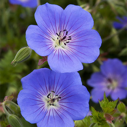 purple-blue rozanne geranium flowers