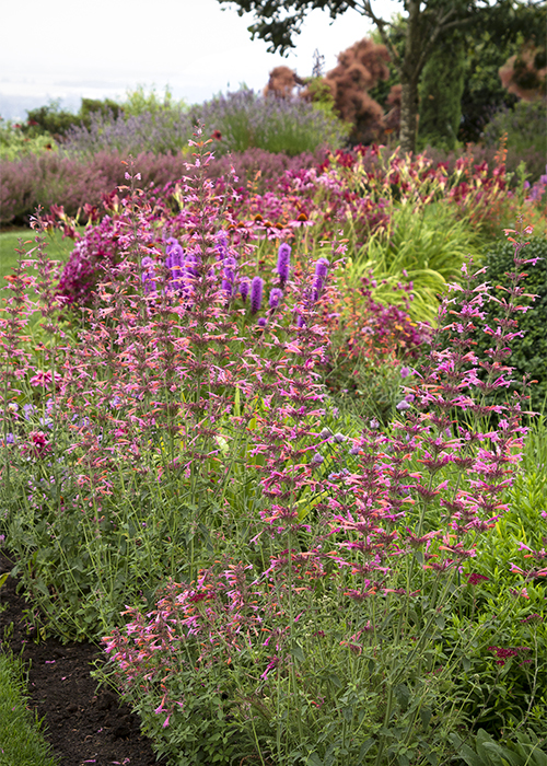 agastache in pollinator border