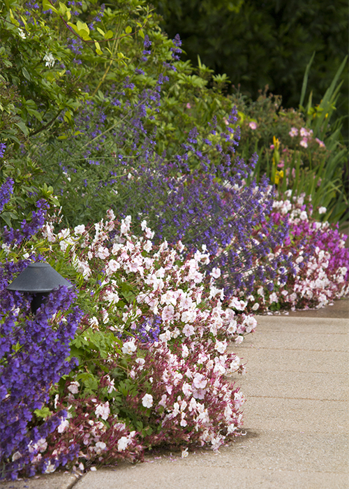 biokovo geranium, salvia, and catmint line a pathway