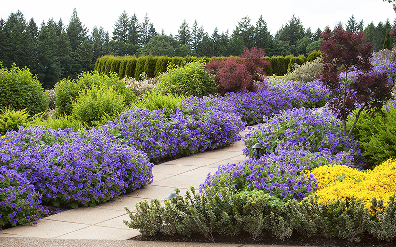 purple geranium lines a pathway