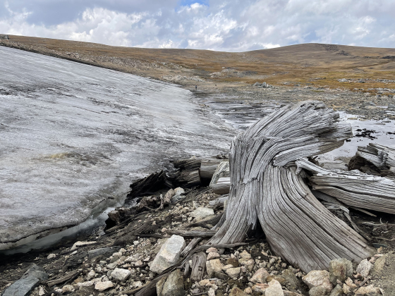 A whitebard pine wood subfossil beneath a melting ice patch | Photo courtesy Daniel Stahle 