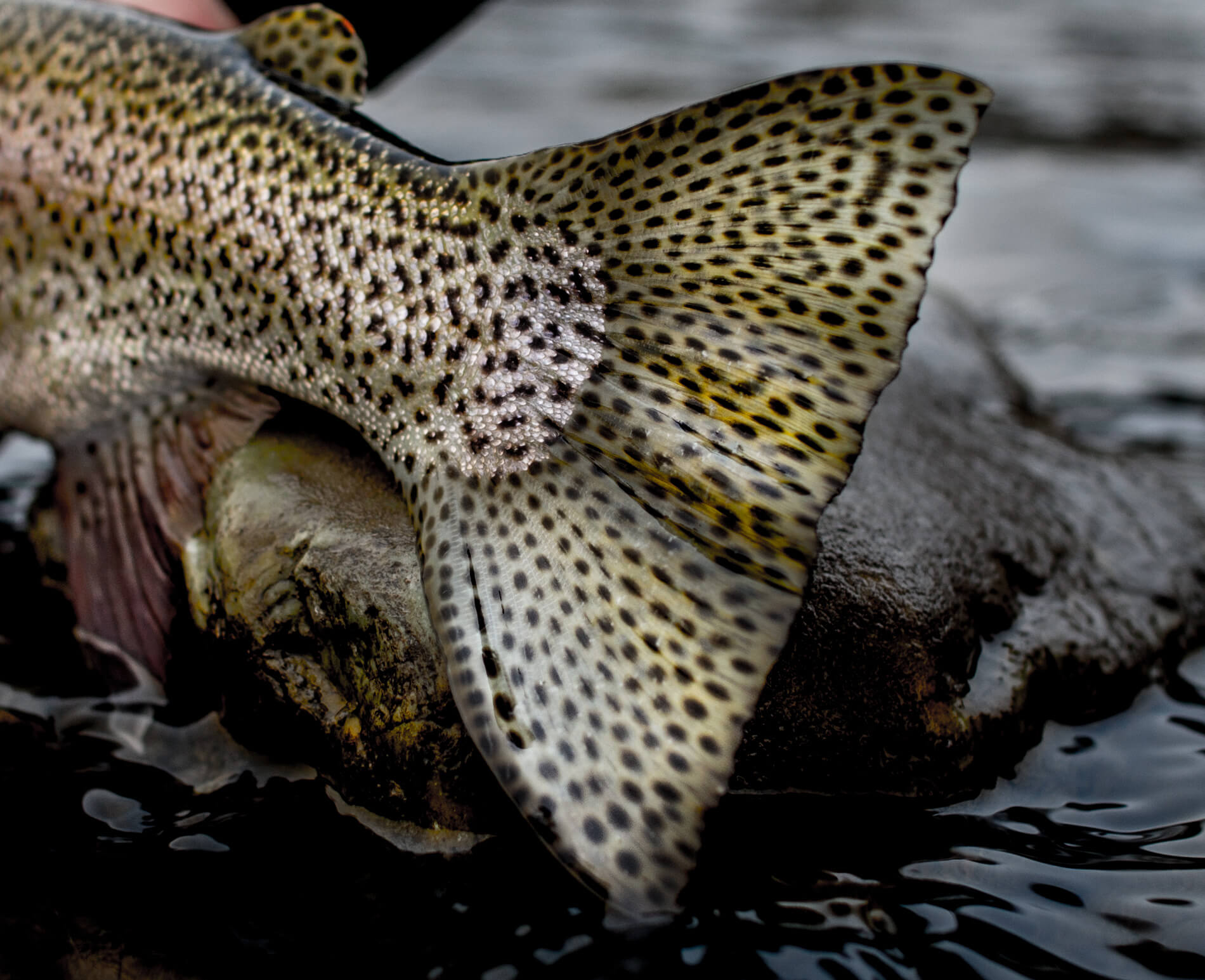 Rainbow trout tail.