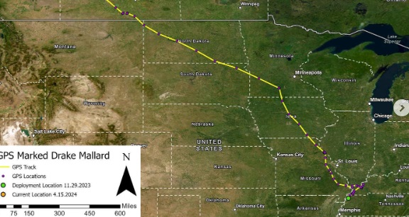 Holy Quack! Drake Mallard Sets New Flight Speed Record for Wildlife Research Lab