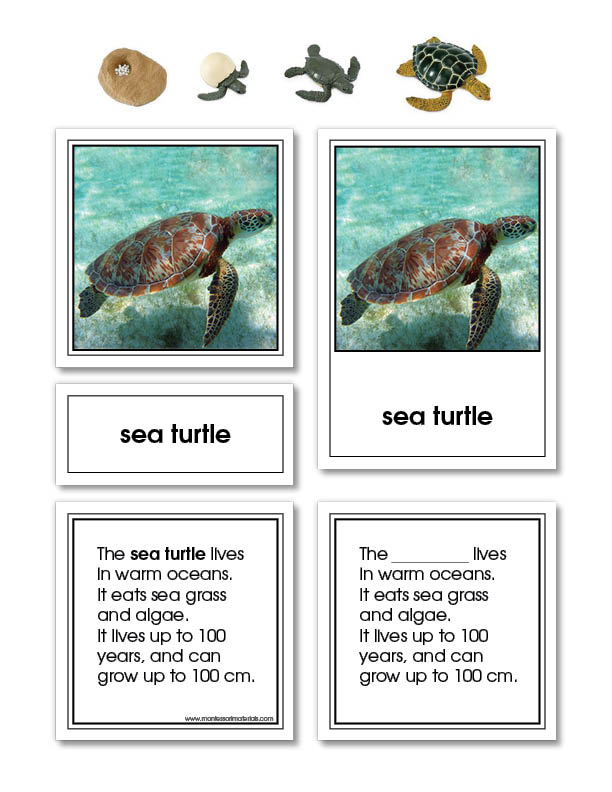 Green Sea Turtle Life Cycle Activity Set | E&O Montessori