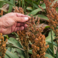 Global Sorghum Association