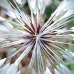 Seattle Arboretum, August 17, 2012