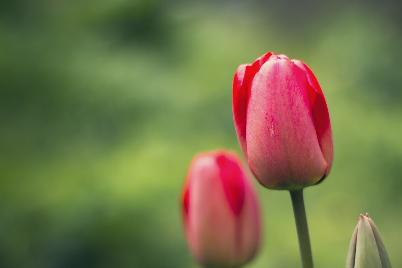 Beautiful Tulips Flowers Wallpapers | Best Flower Site