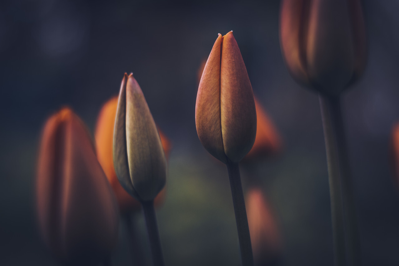 Beautiful Tulips Flowers Wallpapers | Best Flower Site