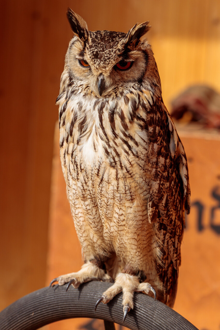 Silent Elegance: Graceful Owl Perched in Serene Stillness