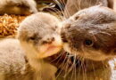 Baby Otters at Disney's Animal Kingdom