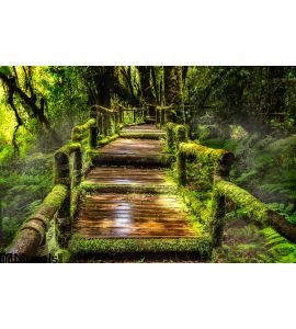 Beautiful Rain Forest Ang Ka Nature Trail Wall Mural