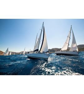 Sailing Regatta Wall Mural