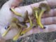 a group of yellow-foot chanterelles