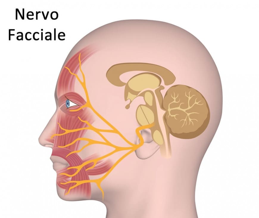 Nervo Facciale: Cos'è? Anatomia e Funzioni