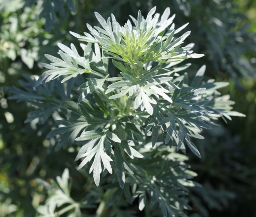 Artemisia in Erboristeria: Proprietà dell'Artemisia