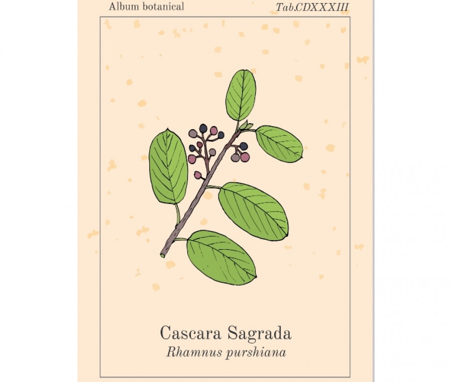 Cascara - Cascara Sagrada: Cos'è, Usi e Proprietà