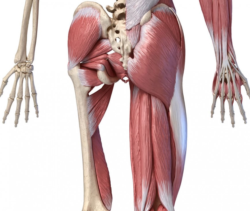 Muscoli dell'Anca: Quali sono? Anatomia, Funzione e Infortuni