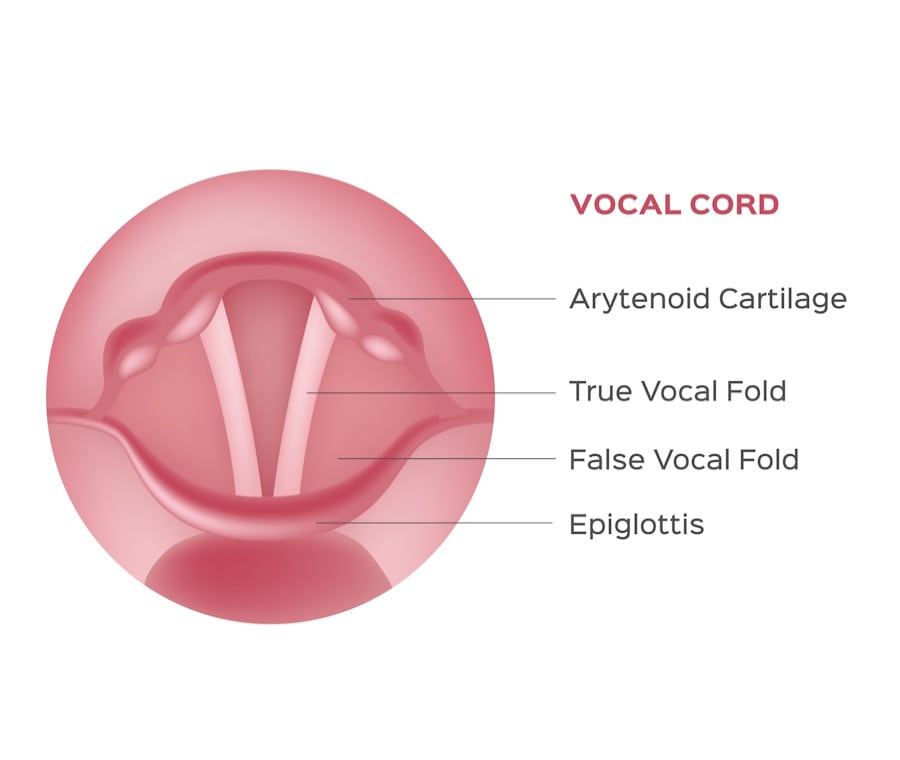 Corde Vocali: dove sono, quante sono e sintomi di infiammazione
