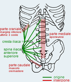 Muscolo Obliquo interno