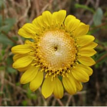 Grindelia in Erboristeria: Proprietà della Grindelia