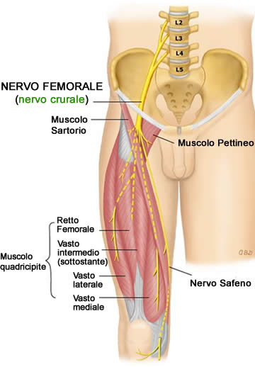 Nervo Crurale