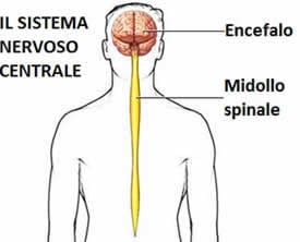 Sistema Nervoso Centrale