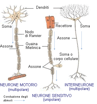 Forma dei neuroni