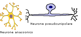 Neuroni pseudounipolari