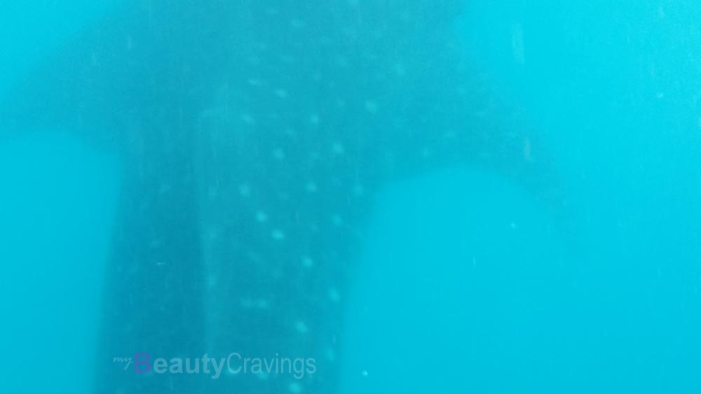 Whale Sharks Oslob