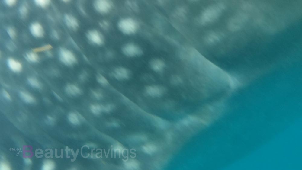 Whale Sharks Oslob