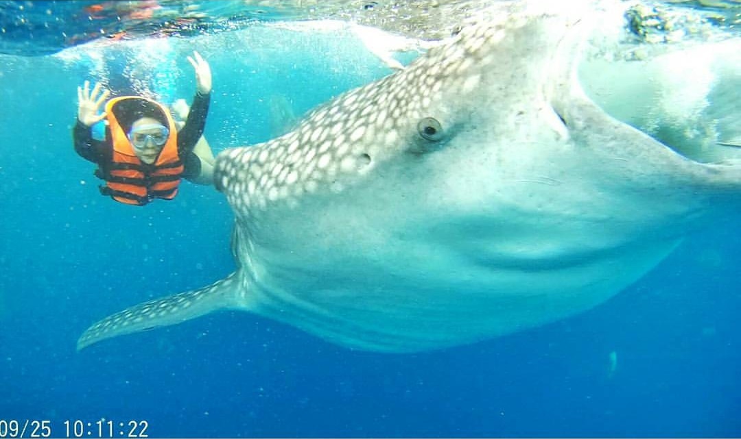 Oslob Whale Sharks