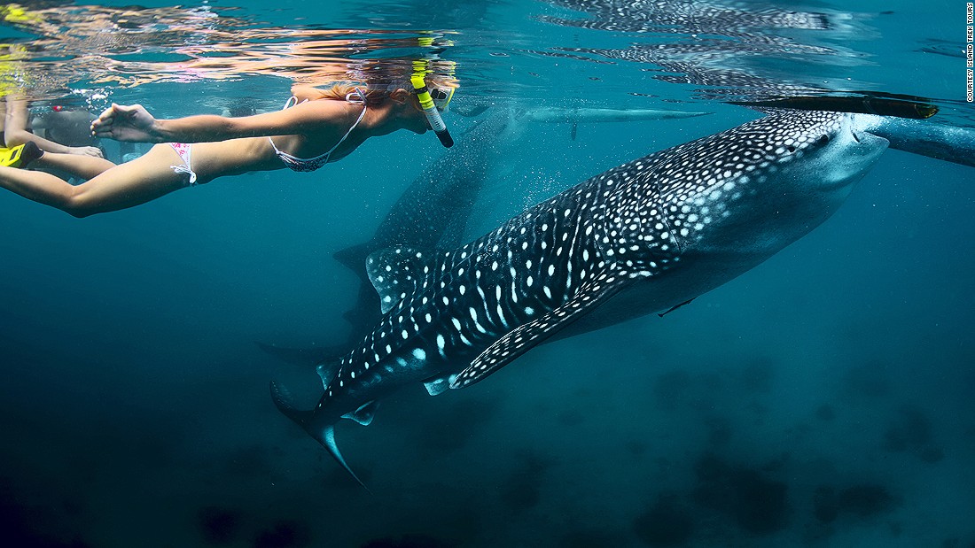 oslob-whale-shark