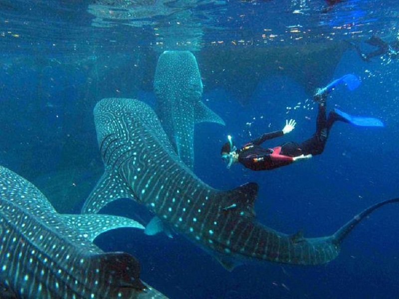 Oslob Whale Sharks