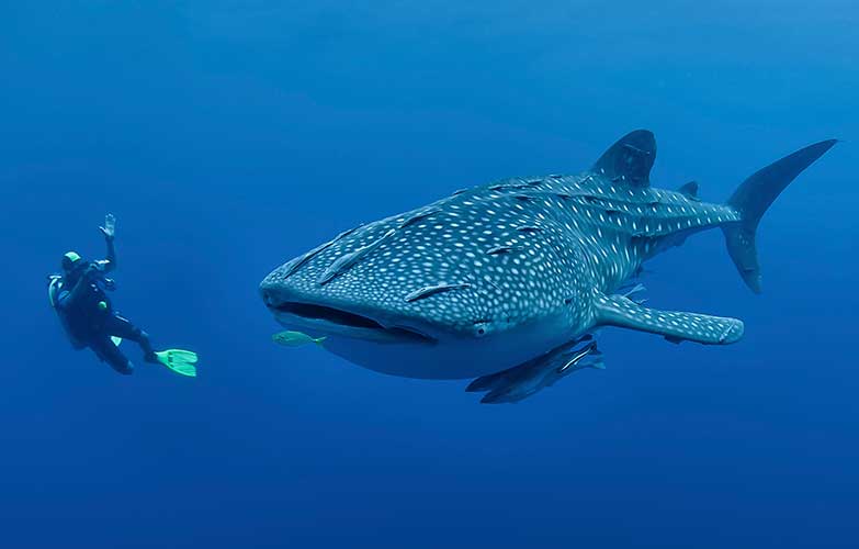 Oslob Whale Sharks